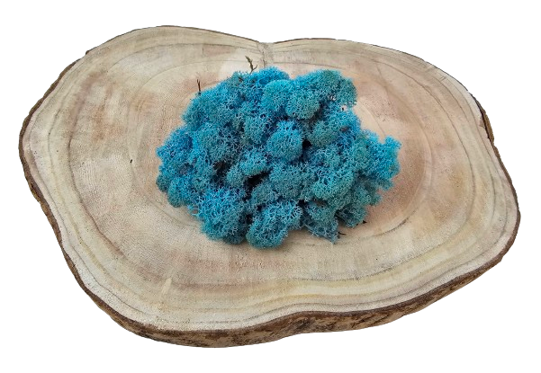 Reindeer Moss (Icelandic Moss) Aquamarine