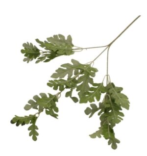 63cm Dusty Miller Spray Silver/Green-0