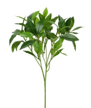 Sweet Bay Spray x 74 Leaves & 19 Beans-0