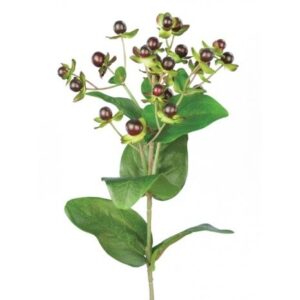Hypericum x 23 Berries W/72 Leaves Burgundy-0