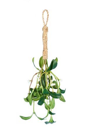 Kiss Mistletoe Bundle Green 40cm-0