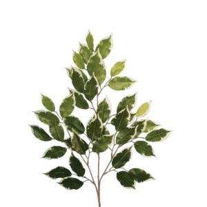 Ficus Spray Variegated x 42 Leaves 68cm