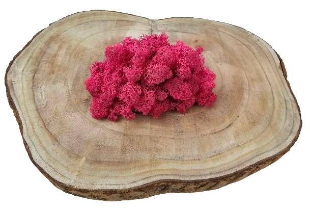 Reindeer Moss (Icelandic Moss) Fuchsia