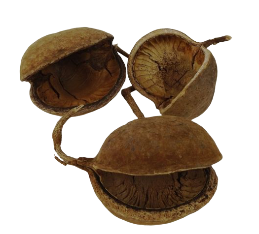 Buddha Nuts Natural x 8pcs-0