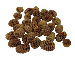 Dried Leucadendron Sabulosum Heads x 1kg