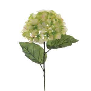 Hydrangea Macrophylla 67cm Green-0