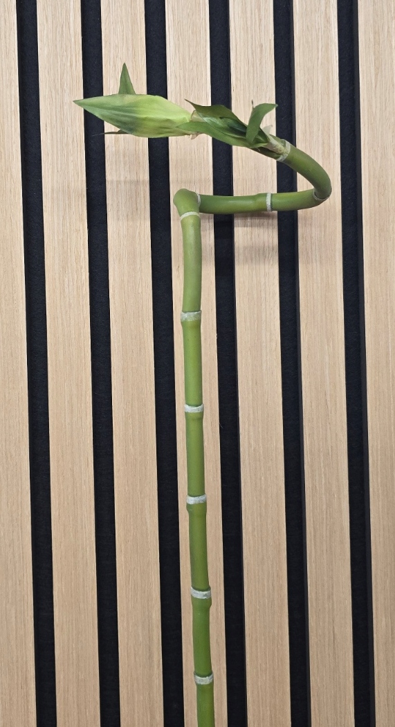 Curly Bamboo 63cm Green