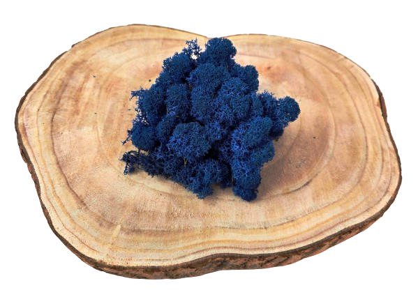 Reindeer Moss (Icelandic Moss) Royal Blue