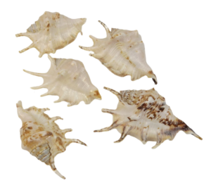 Shells - Lambis x 10pcs-0
