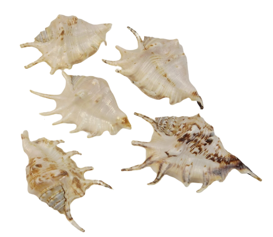 Shells - Lambis x 10pcs-0