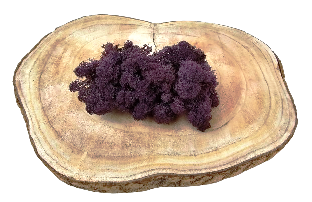 Reindeer Moss (Icelandic Moss) Aubergine