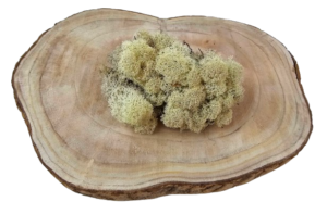 Reindeer Moss (Icelandic Moss) Misty White