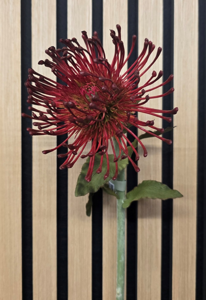 Pin Cushion Protea 66cm Burgundy