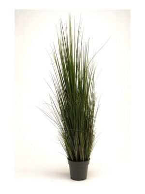 River Grass 120Cm Lt. Green In Pot-0