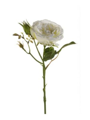 Rose Anne Spray Cream 37Cm-0