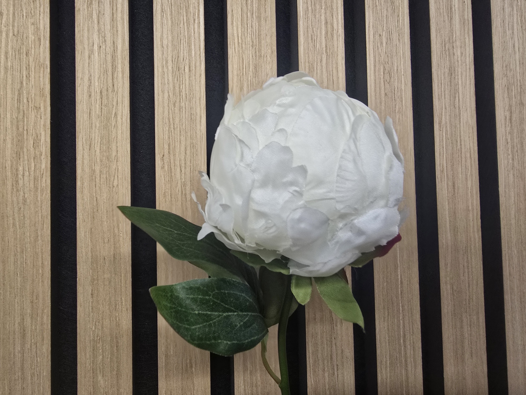 Hybrid Peony Bud 45cm Cream
