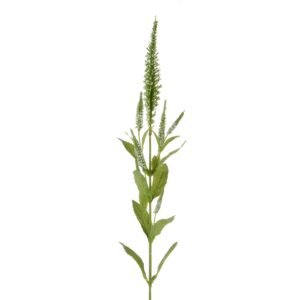 Veronica Spray 72cm Cream-0