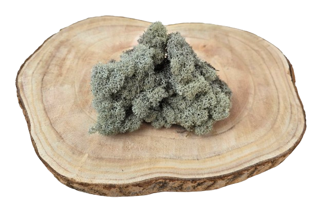 Reindeer Moss (Icelandic Moss) Grey