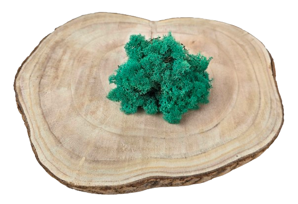 Reindeer Moss (Icelandic Moss) Pacific Green