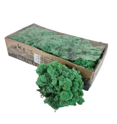 Reindeer Moss (Icelandic Moss) Pacific Green