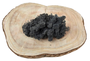 Reindeer Moss (Icelandic Moss) Anthracite