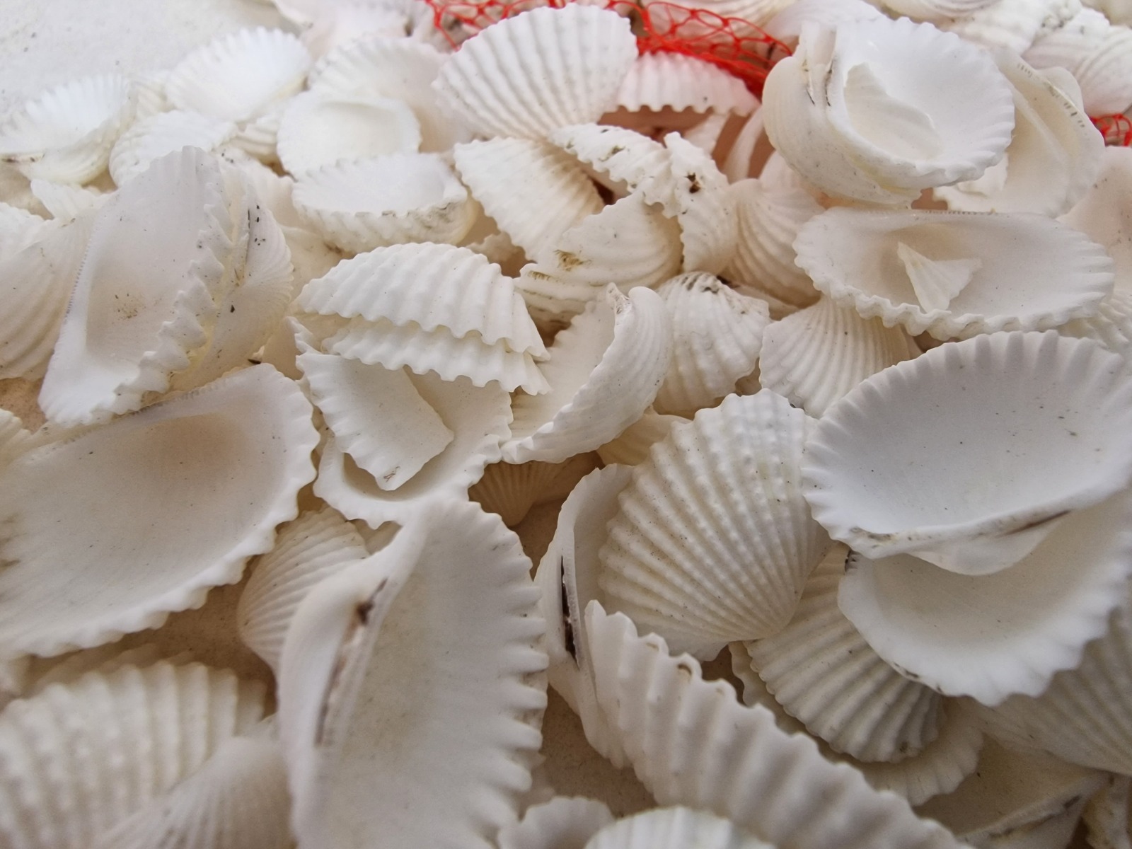 Shell White Chippi Small 1kg-25461