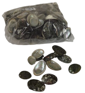 Shell Haliotes 1kg-0