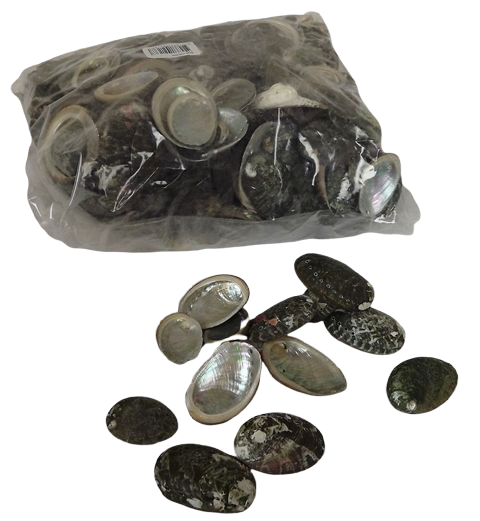 Shell Haliotes 1kg-0