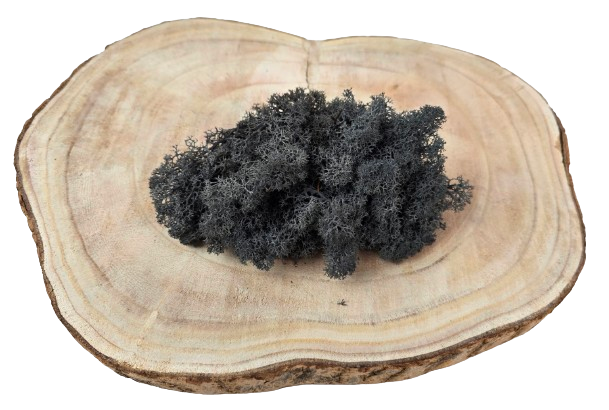 Reindeer Moss (Icelandic Moss) Anthracite