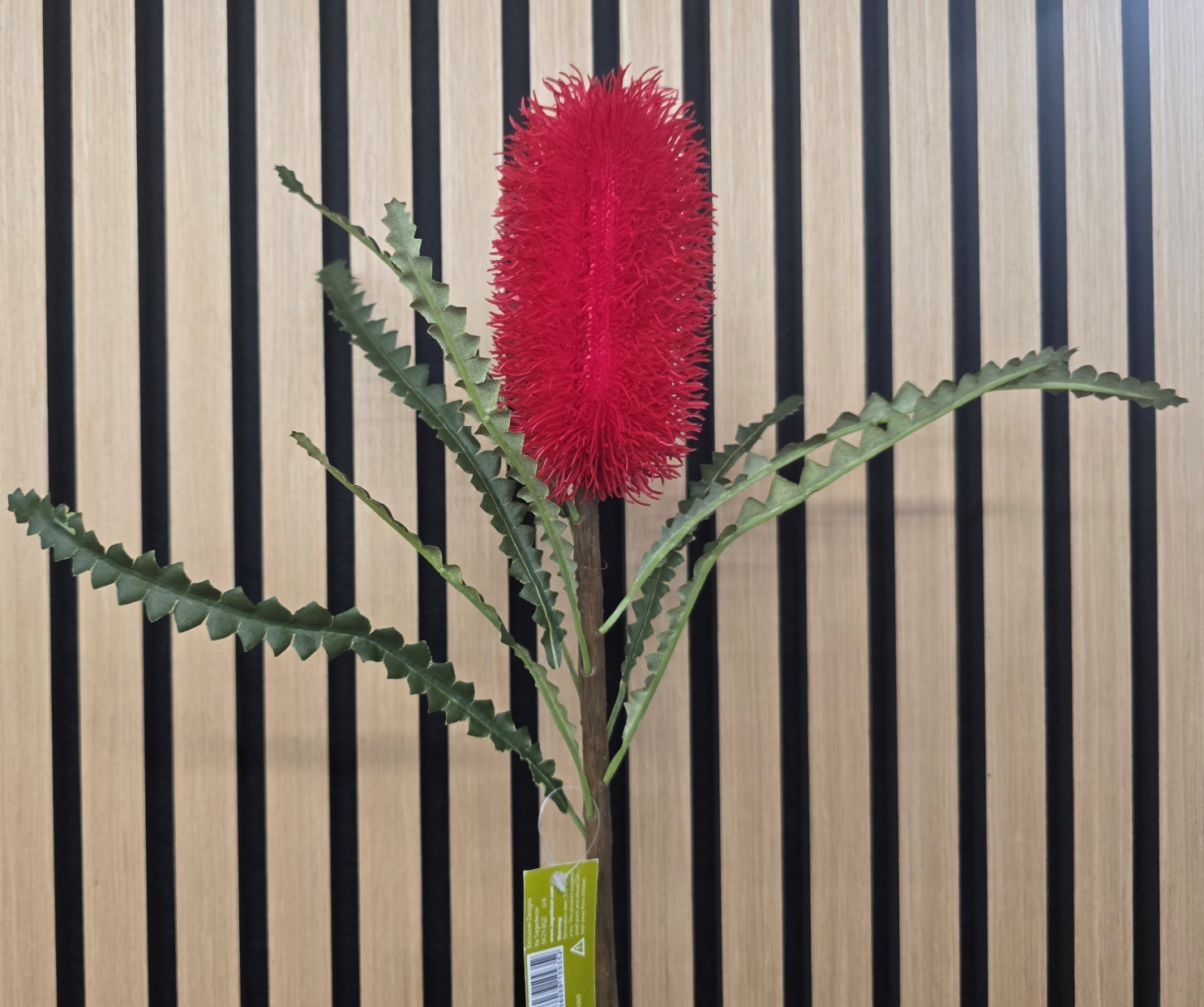 60cm Ashbys Banksia Red