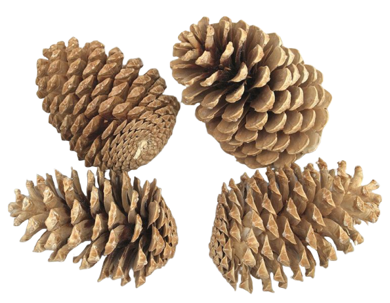 Maritima Cones Large 14 - 18cm x 50pcs