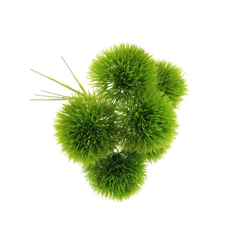20cm Green Trick Dianthus x 6 Green