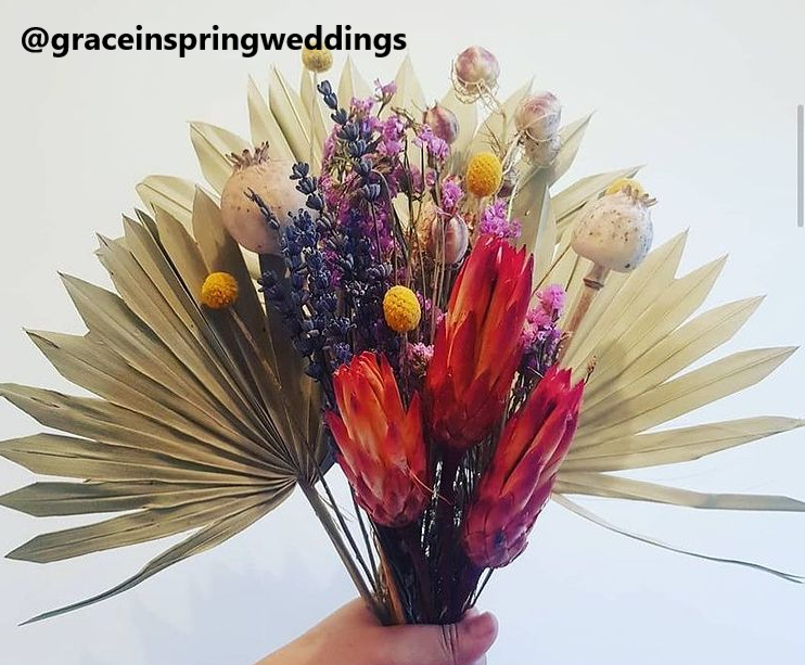 Protea Pendula x 15pcs-21856