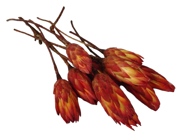 Protea Pendula x 15pcs
