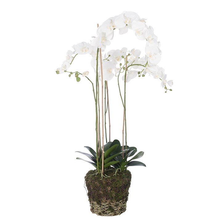 Phalaenopsis In Soil 112cm Cream/Yellow