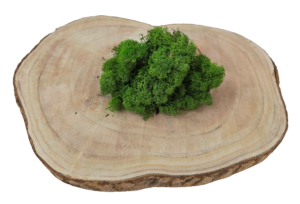 Reindeer Moss (Icelandic Moss) Medium Green