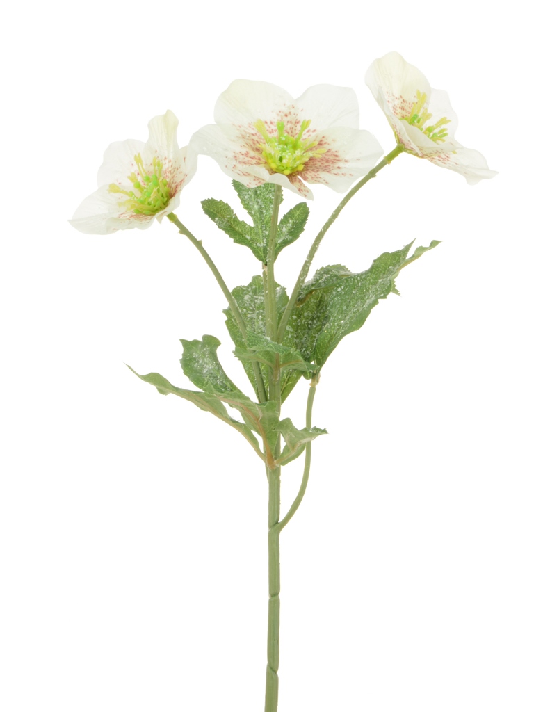 Iced Hellebore Spray 38cm White/Cream-0