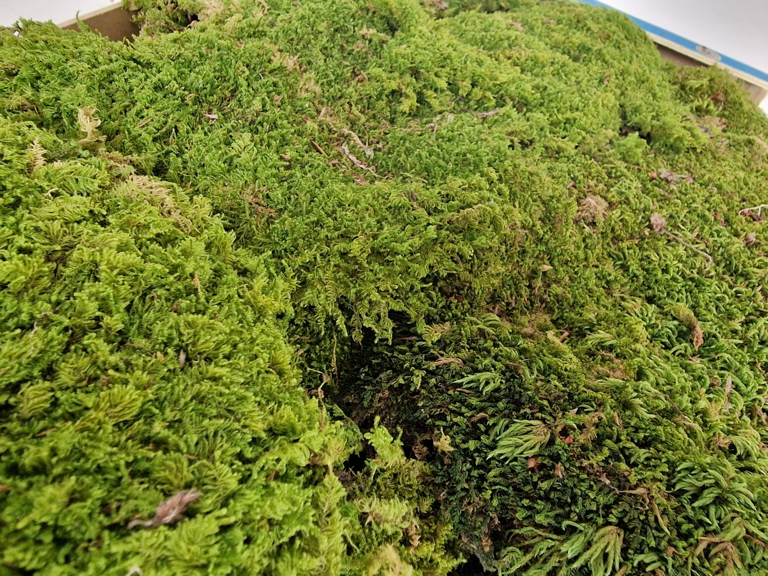 Dried Flat Moss App 1.5kg Best Quality (French)-25502