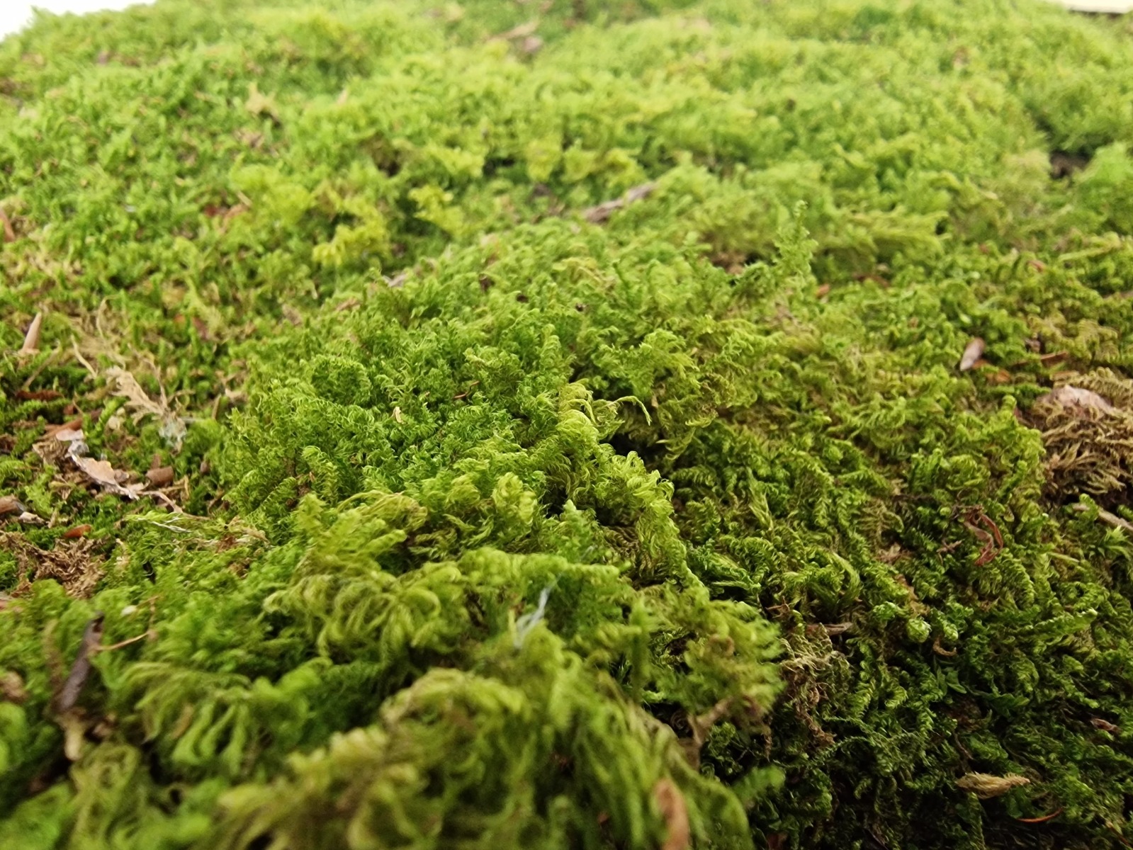 Dried Flat Moss App 1.5kg Best Quality (French)-25503