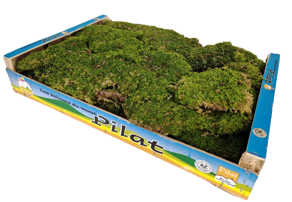 Dried Flat Moss App 1.5kg Best Quality (French)-0