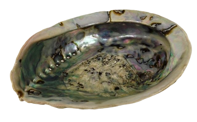 Shell - Abelone Extra 17cm Plus-19892