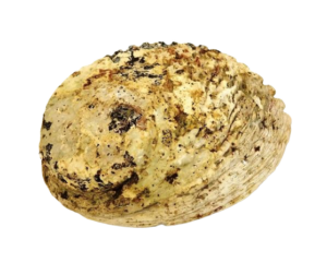 Shell - Abelone Extra 17cm Plus-0