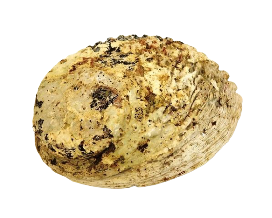 Shell - Abelone Extra 17cm Plus-0