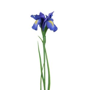 Iris Stem 69cm Blue-0