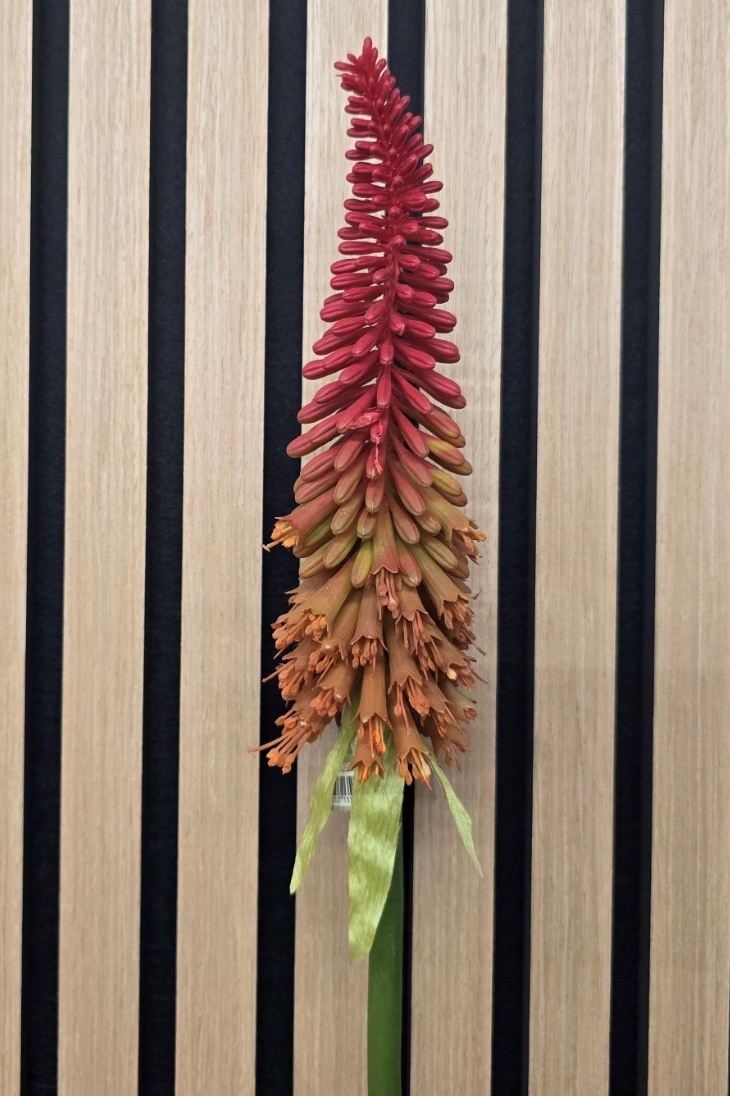 Torch Lily Spray 70cm Beauty