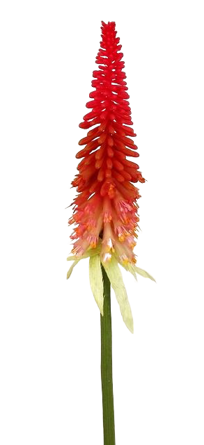 Torch Lily Spray 70cm Beauty-0