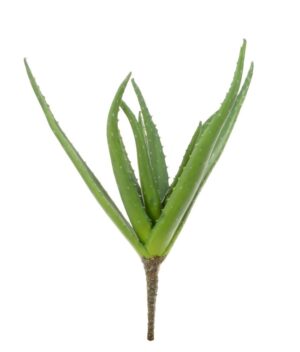Aloe Vera Plant - 38cm Green-0