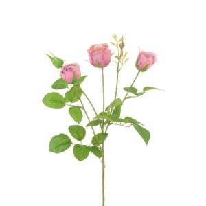 English Cabbage Rose 61cm Mauve-0
