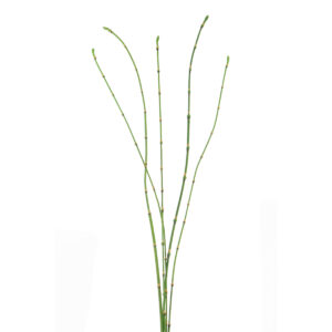 Bamboo Stick Bundle x5 90cm Green-0