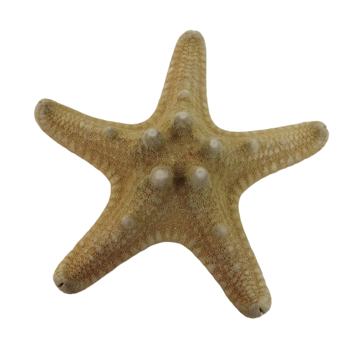 Star Fish Rhino App 3 x 15pcs-0